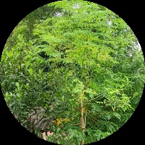 @kanaka